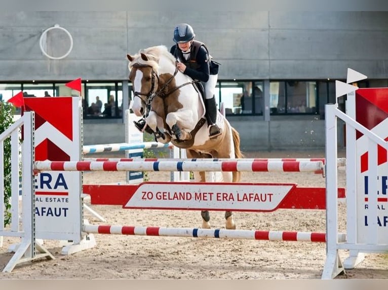 Belga Castrone 15 Anni 148 cm in Tielt