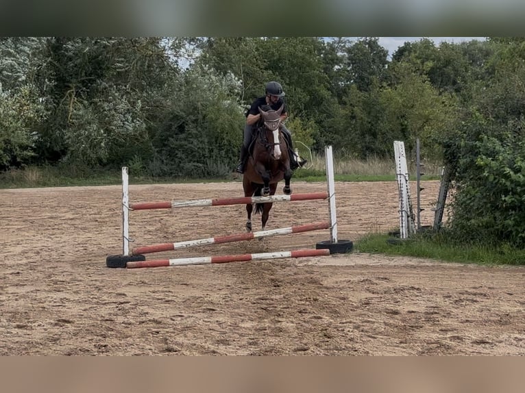 Belga Castrone 15 Anni 163 cm Baio in Babenhausen