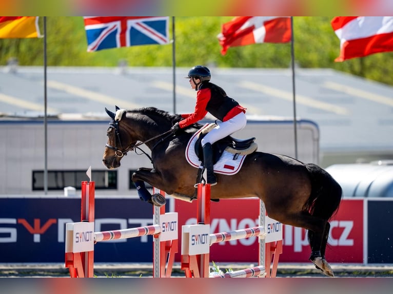 Belga Castrone 15 Anni 165 cm Baio in Secymin Polski