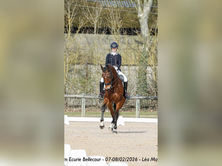 Belga Castrone 15 Anni 168 cm Baio in Haute Savoie