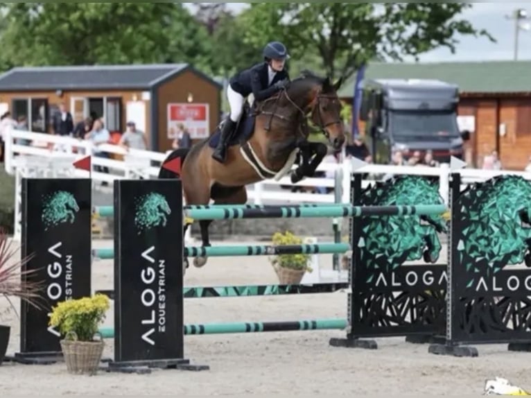 Belga Castrone 15 Anni 168 cm Baio ciliegia in Omagh