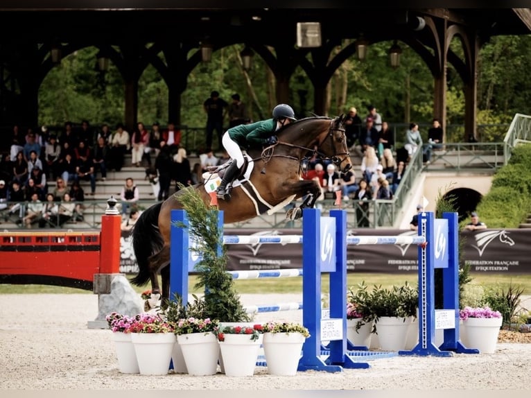 Belga Castrone 15 Anni 168 cm Baio ciliegia in Omagh