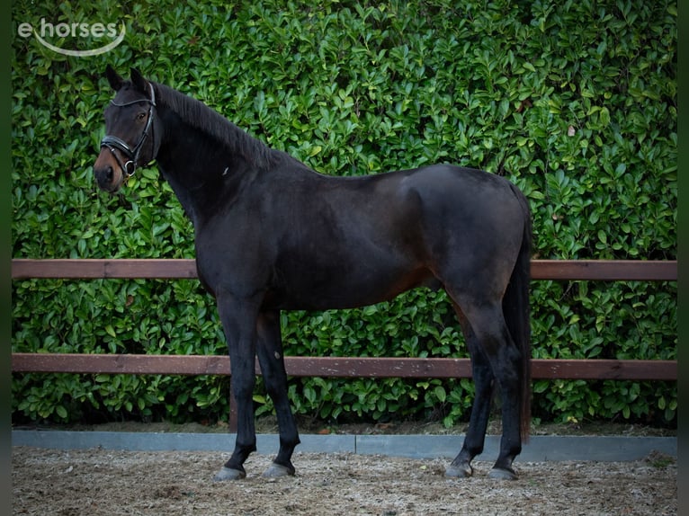 Belga Castrone 15 Anni 176 cm Baio scuro in Fijnaart