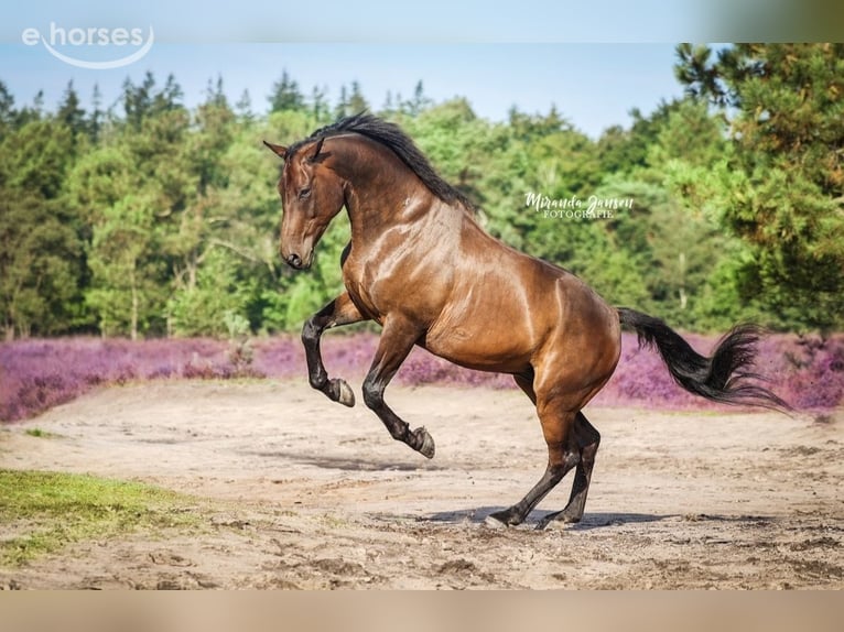 Belga Castrone 15 Anni 176 cm Baio scuro in Fijnaart
