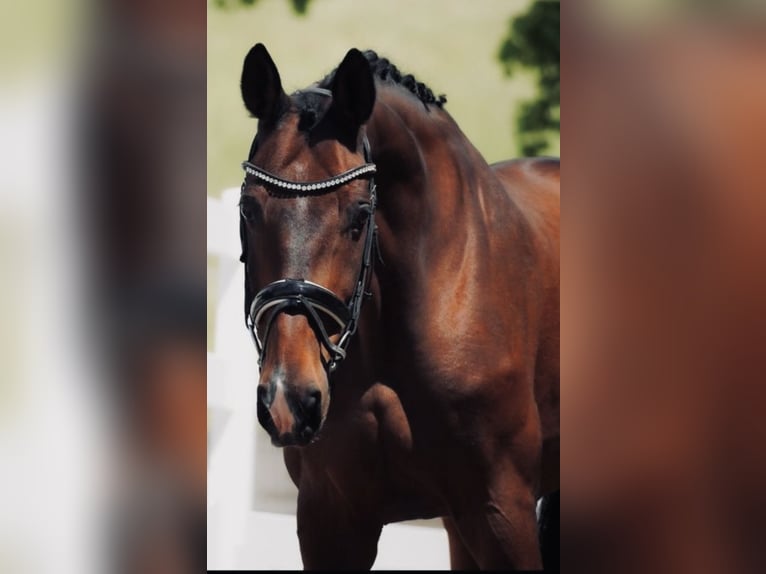 Belga Castrone 16 Anni 167 cm Baio scuro in Erdmannsdorf