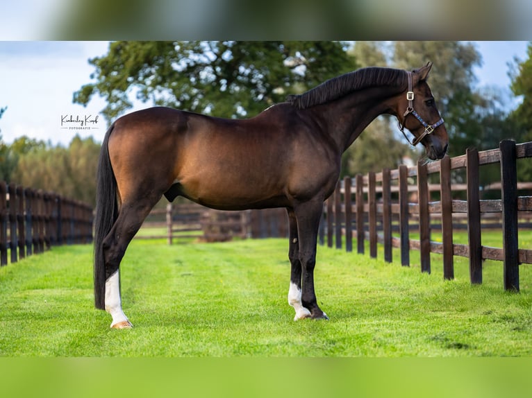 Belga Castrone 16 Anni Baio in Barneveld