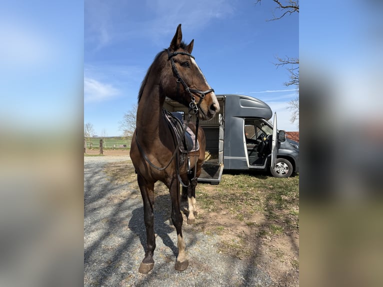 Belga Castrone 17 Anni 163 cm Baio in Weiden in der Oberpfalz