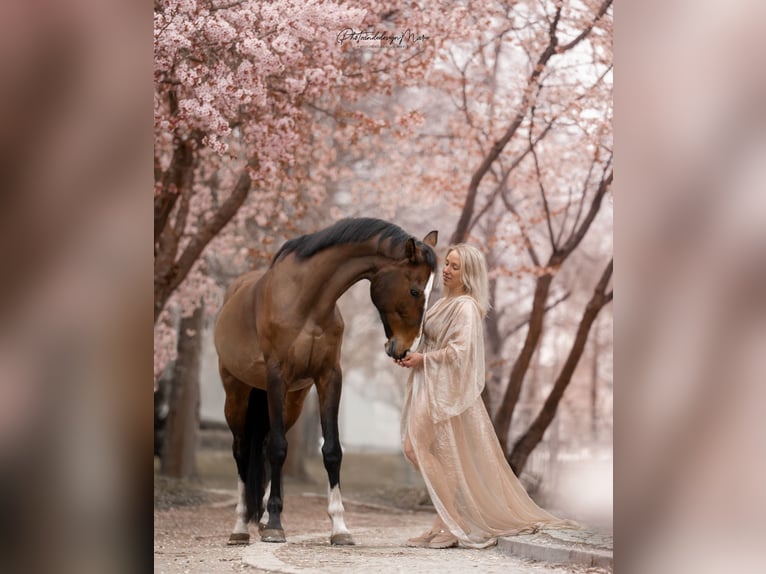 Belga Castrone 17 Anni 163 cm Baio in Weiden in der Oberpfalz