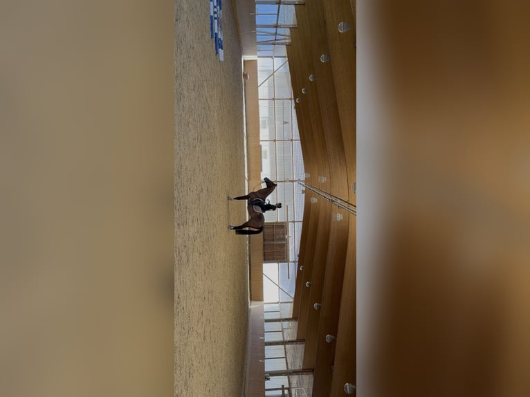 Belga Castrone 17 Anni 163 cm Baio in Weiden in der Oberpfalz