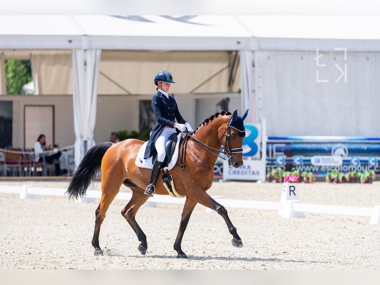 Belga Castrone 17 Anni 173 cm Baio ciliegia in Trencin