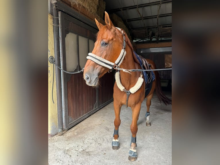Belga Castrone 18 Anni 170 cm Sauro in BEDERO VALCUVIA