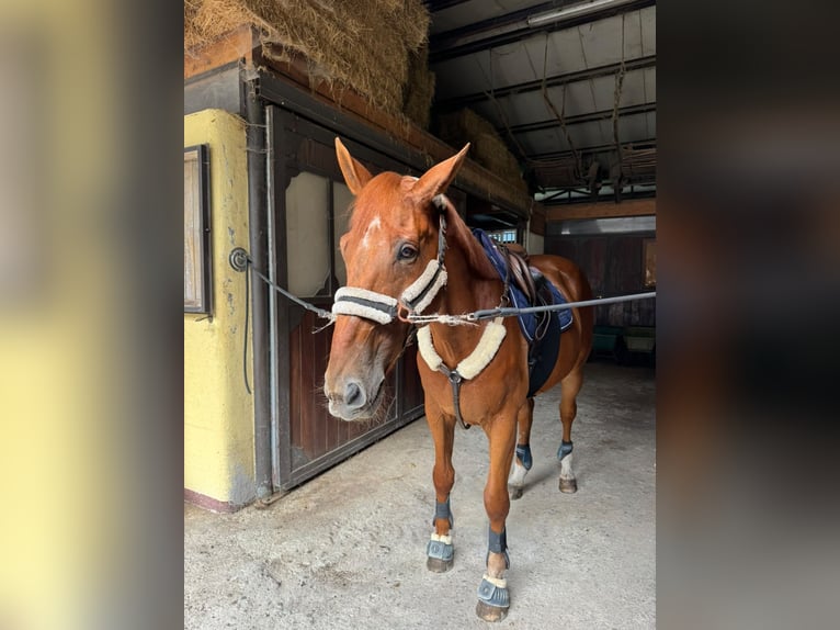 Belga Castrone 18 Anni 170 cm Sauro in BEDERO VALCUVIA