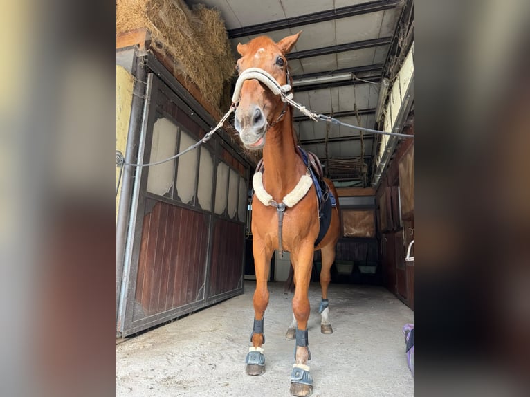 Belga Castrone 18 Anni 170 cm Sauro in BEDERO VALCUVIA