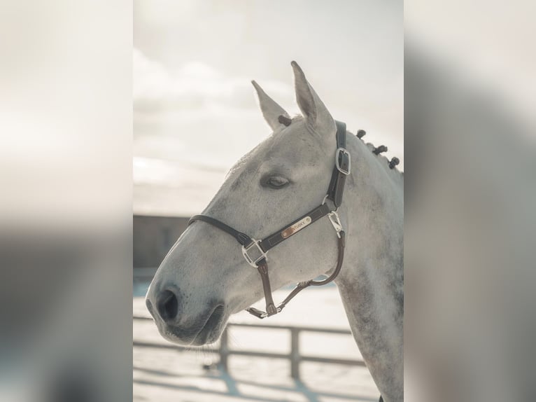 Belga Castrone 18 Anni 172 cm Grigio in Herenthout