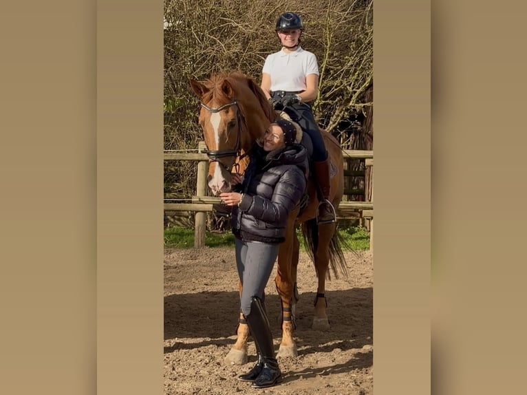 Belga Castrone 18 Anni 182 cm Sauro in Bündee