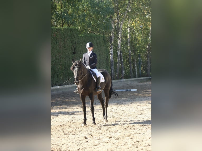 Belga Castrone 22 Anni 163 cm Morello in Neunkirchen