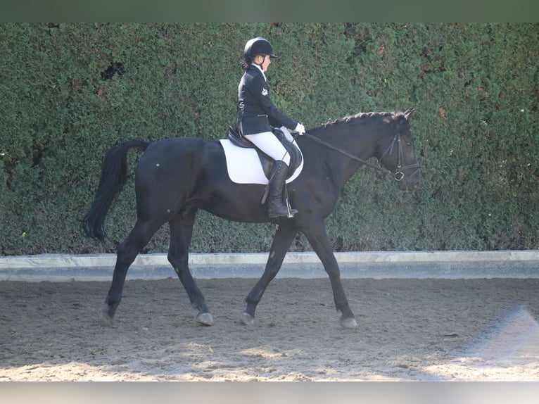 Belga Castrone 22 Anni 163 cm Morello in Neunkirchen