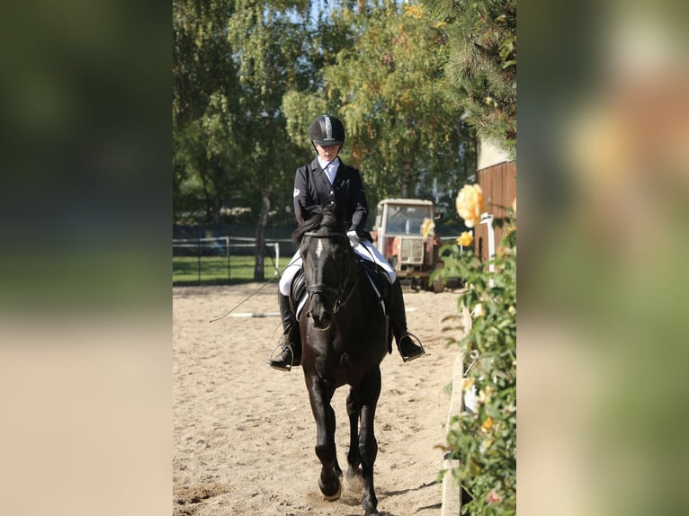 Belga Castrone 22 Anni 163 cm Morello in Neunkirchen