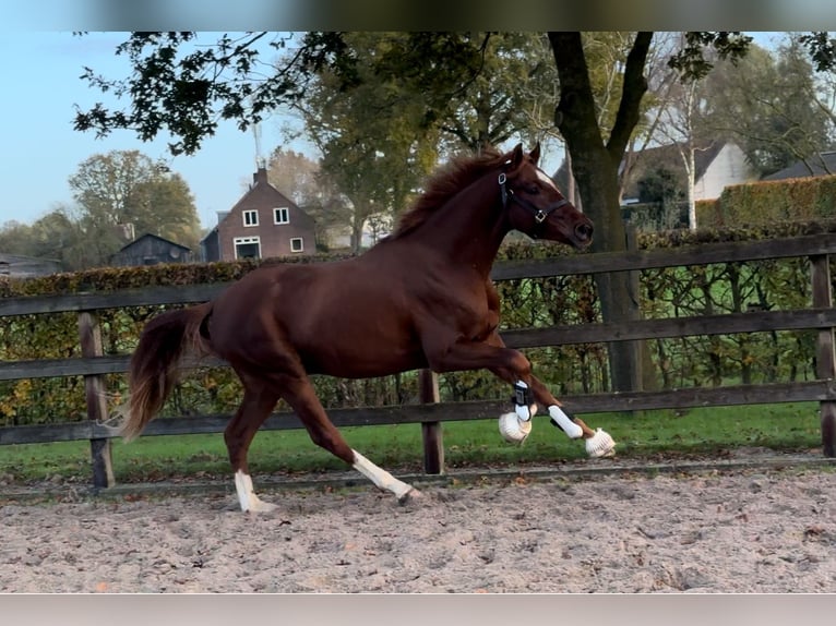 Belga Castrone 2 Anni 163 cm Sauro scuro in Moergestel