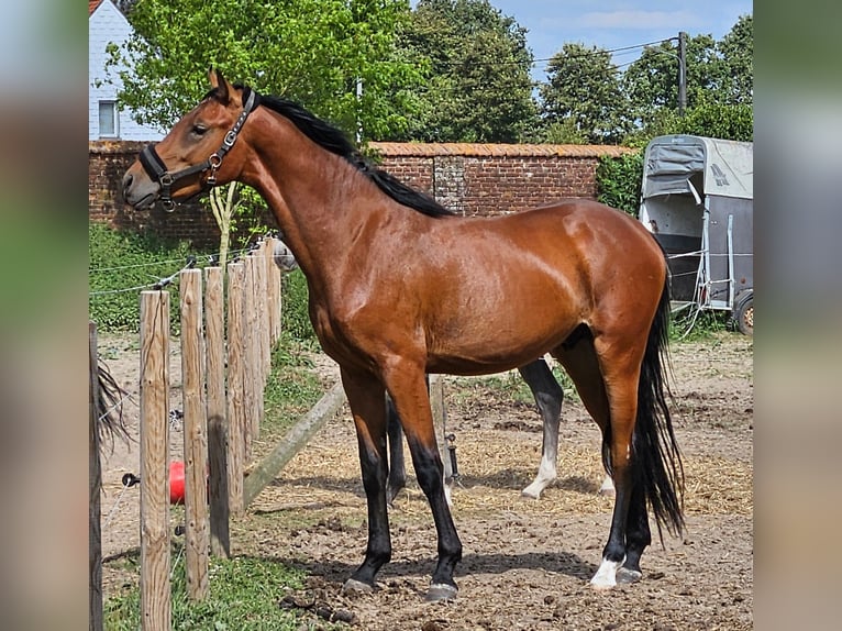 Belga Castrone 2 Anni 164 cm Baio in Ath