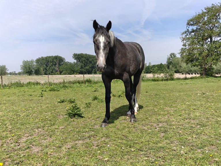 Belga Castrone 3 Anni 161 cm Leardo in Moerzeke