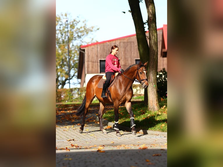 Belga Castrone 3 Anni 162 cm Baio in Wodzisław Śląski