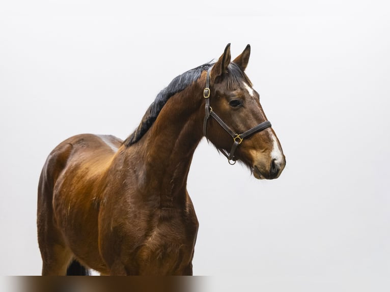 Belga Castrone 3 Anni 163 cm  in Waddinxveen