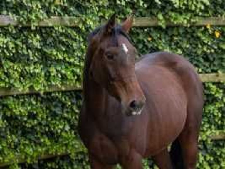 Belga Castrone 3 Anni 164 cm Baio in Waddinxveen