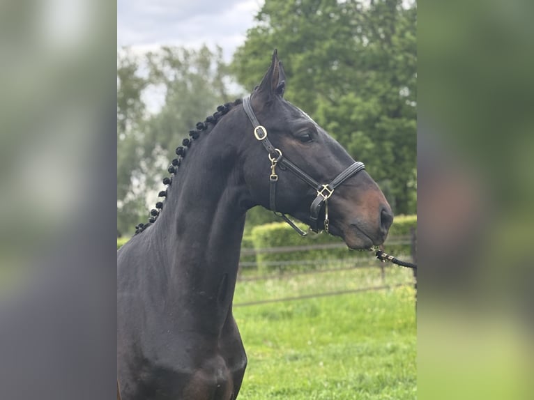 Belga Castrone 3 Anni 164 cm Baio scuro in Lier