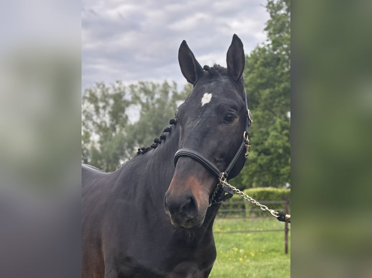 Belga Castrone 3 Anni 164 cm Baio scuro in Lier