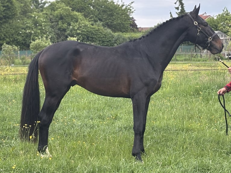 Belga Castrone 3 Anni 164 cm Baio scuro in Lier