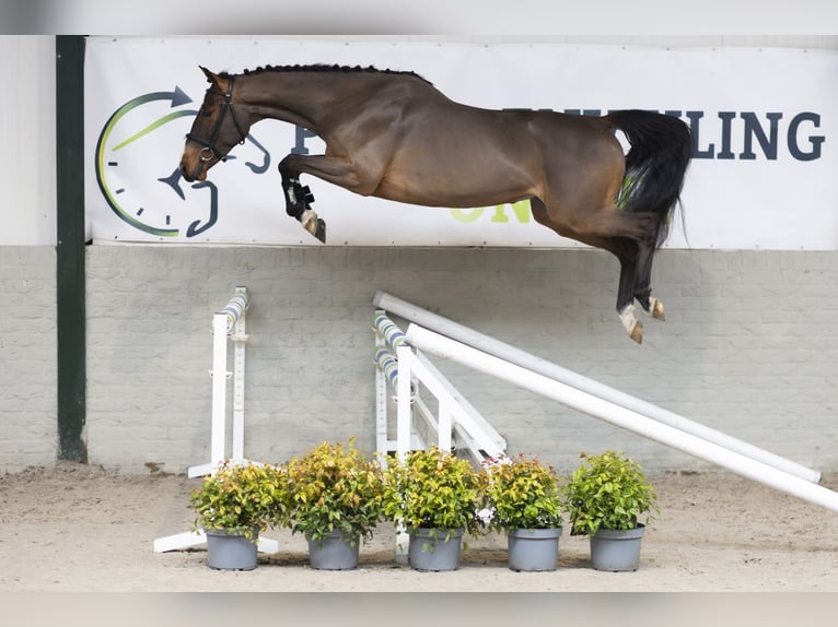 Belga Castrone 3 Anni 164 cm  in Heerde