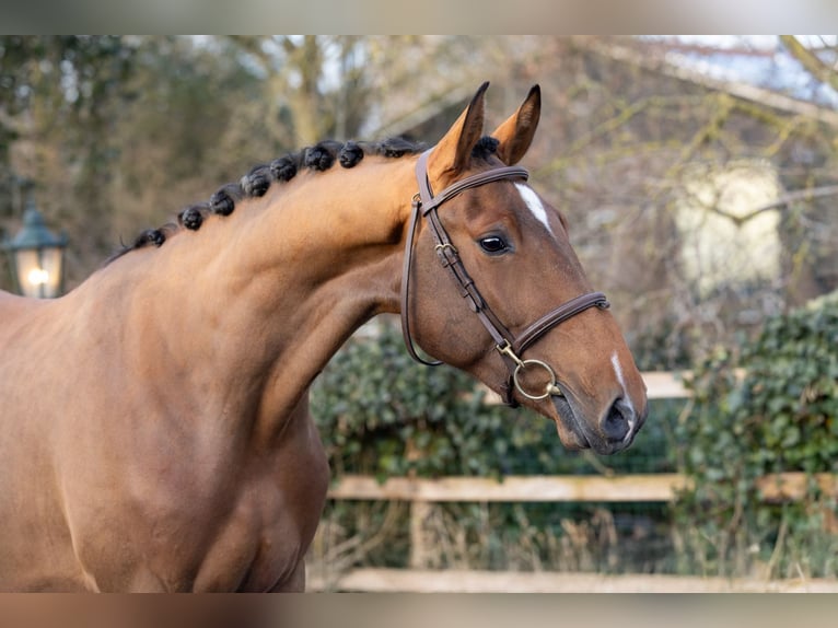 Belga Castrone 3 Anni 165 cm  in Heerde