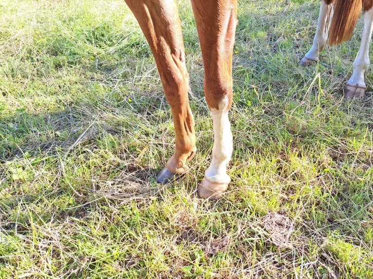 Belga Castrone 3 Anni 165 cm Sauro in Semmerzake