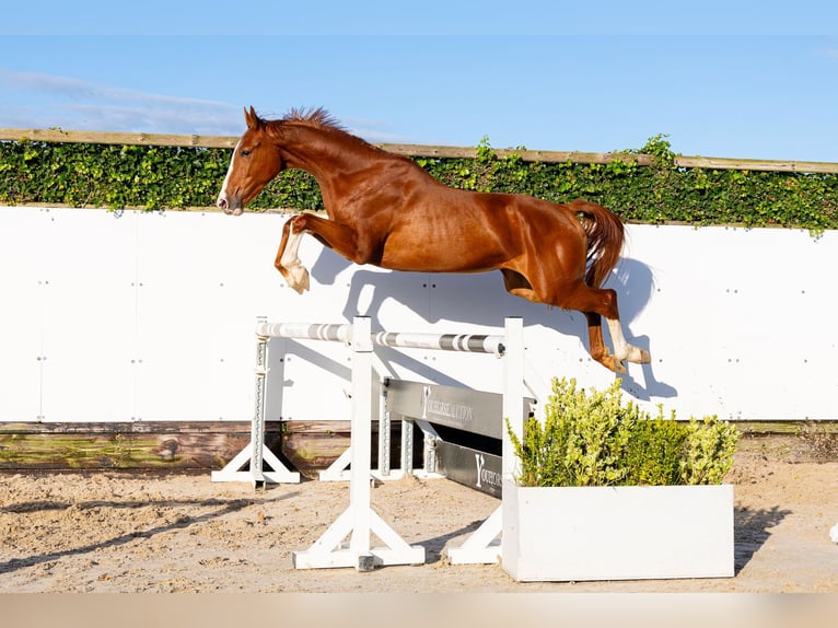 Belga Castrone 3 Anni 166 cm Sauro in Waddinxveen