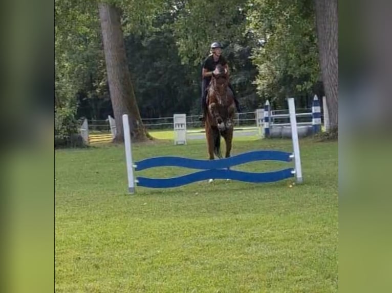 Belga Castrone 3 Anni 168 cm Baio in Noville