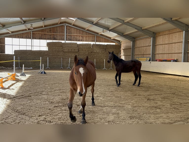 Belga Castrone 3 Anni 168 cm Baio in Essingen