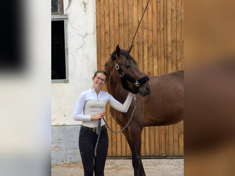 Belga Castrone 3 Anni 169 cm Baio scuro in Stolberg (Rheinland)