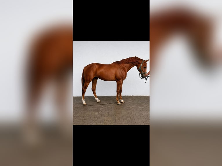 Belga Castrone 3 Anni 172 cm Sauro in Lendava/Lendva