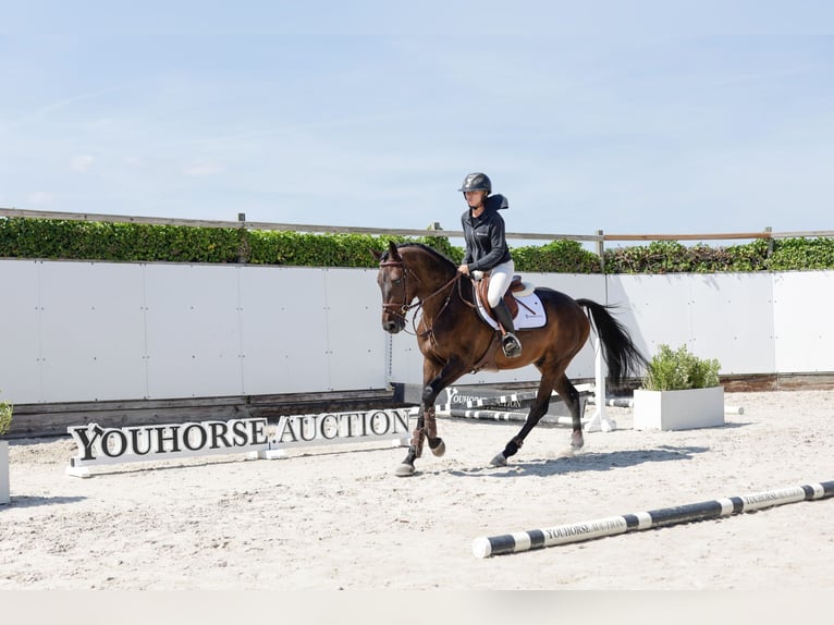 Belga Castrone 4 Anni 160 cm Baio scuro in Waddinxveen