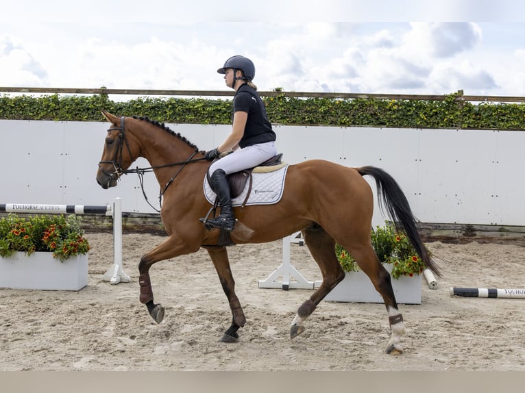 Belga Castrone 4 Anni 162 cm Baio in Waddinxveen