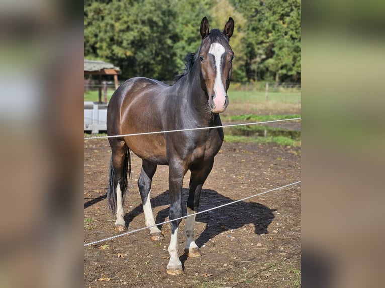 Belga Castrone 4 Anni 163 cm Baio in Heusden-Zolder