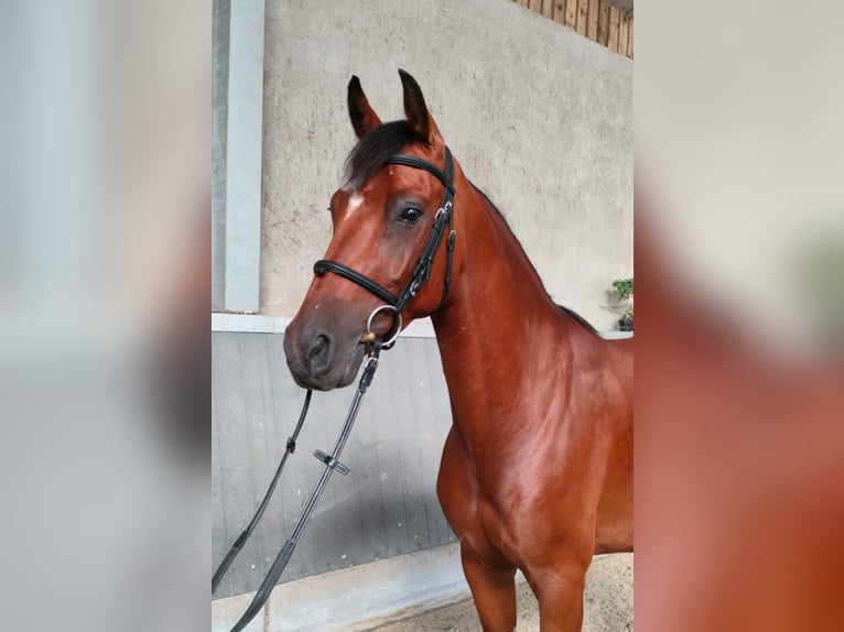 Belga Castrone 4 Anni 163 cm Baio chiaro in Zottegem