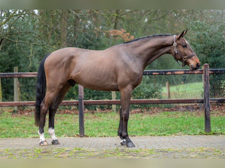 Belga Castrone 4 Anni 164 cm  in GROTE-BROGEL