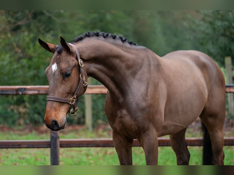 Belga Castrone 4 Anni 164 cm  in GROTE-BROGEL