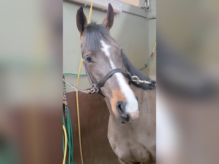 Belga Castrone 4 Anni 165 cm Baio in Kaisten