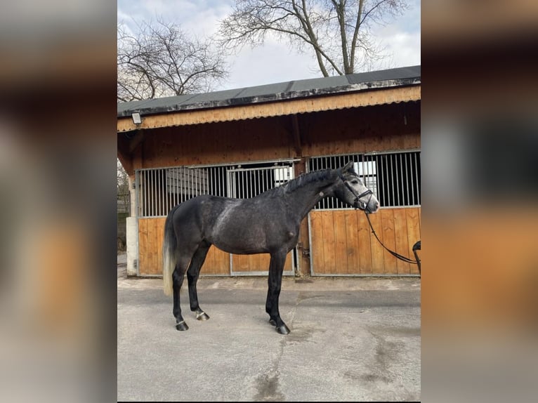 Belga Castrone 4 Anni 165 cm Grigio in Dortmund