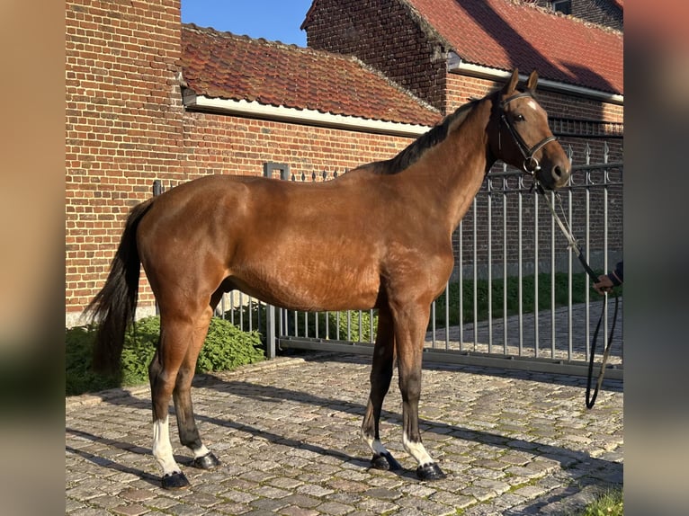Belga Castrone 4 Anni 166 cm Baio in Haaltert