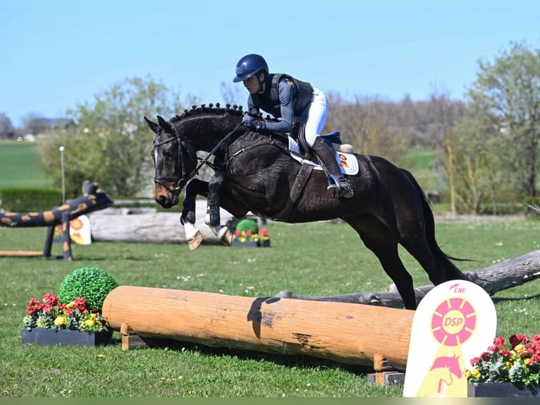 Belga Castrone 4 Anni 166 cm Baio nero in Gomadingen