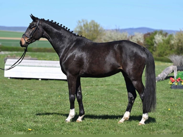 Belga Castrone 4 Anni 166 cm Baio nero in Gomadingen